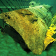 Illustration for article titled A Year-Long Bath Will Reveal the Secrets of This Confederate Sub